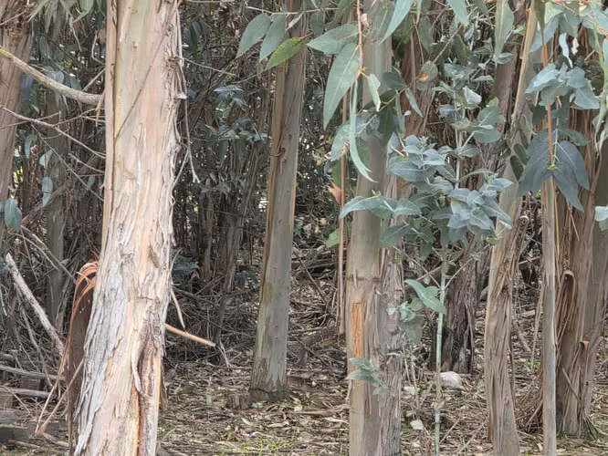 Vende terreno plano de 2 hectáreas en  Santo Domingo, San Enrique. Orilla de camino asfaltado.