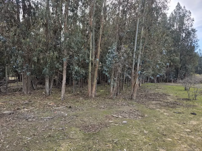 Vende terreno plano de 2 hectáreas en  Santo Domingo, San Enrique. Orilla de camino asfaltado.