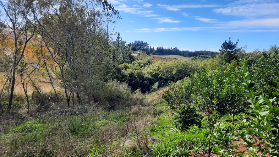 Campo Quillon Sector Queime