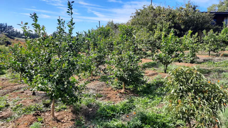 Campo Quillon Sector Queime