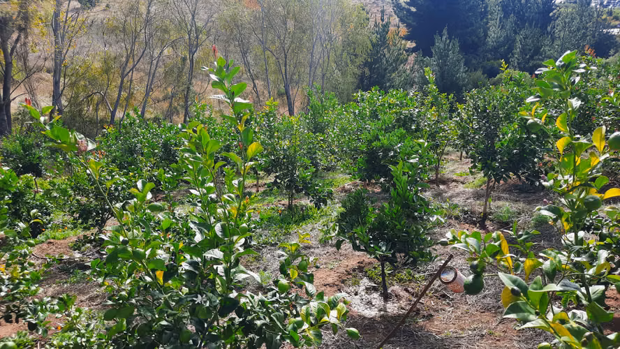 Campo Quillon Sector Queime