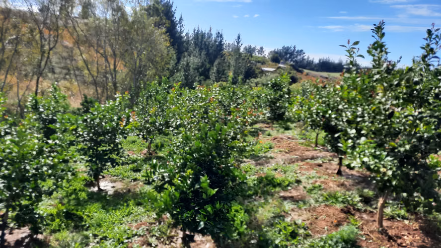 Campo Quillon Sector Queime