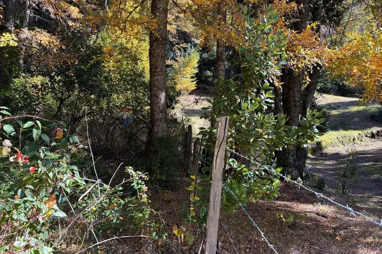Venta campo curarrehue