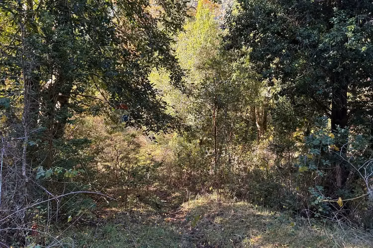 Venta campo curarrehue