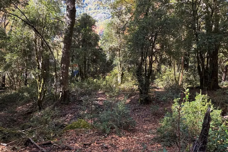 Venta campo curarrehue