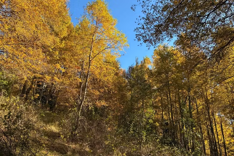 Venta campo curarrehue