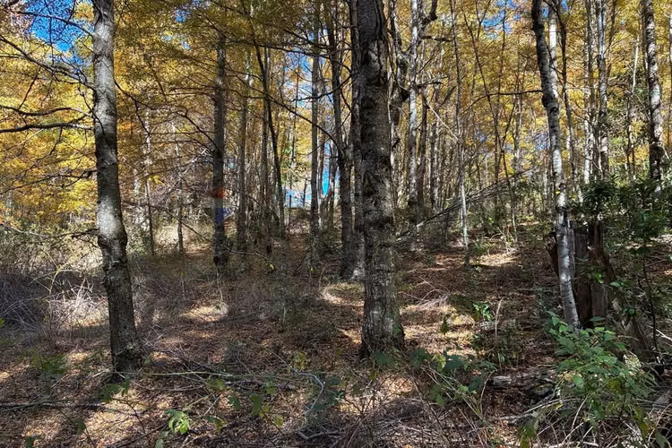 Venta campo curarrehue
