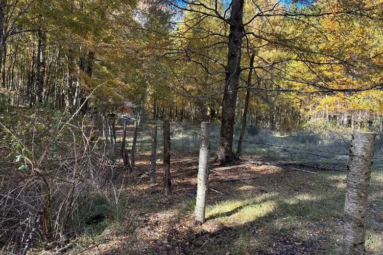 Venta campo curarrehue