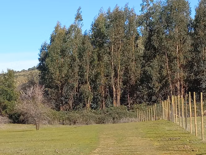 Vendo 2 Parcelas Contiguas de 5.000 m² c/u – Parcelado Pircas de Santa Cruz, Sector Alto Callihue