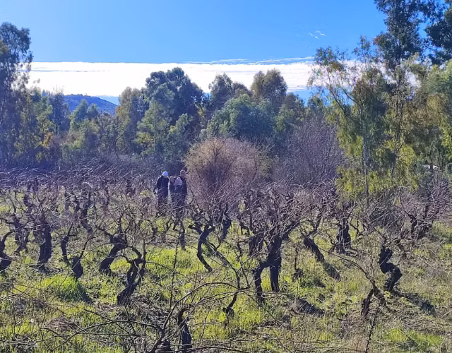 Terreno en San Javier