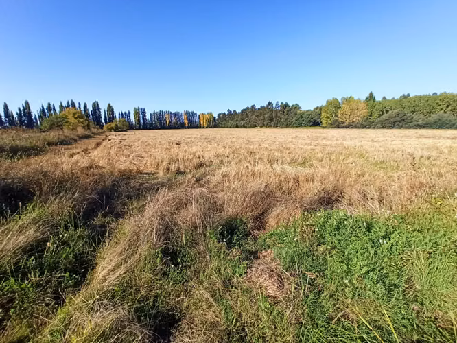PROPIEDAD AGRICOLA, CAMPO DE 39,7 HA CON AGUA EN COLBÚN