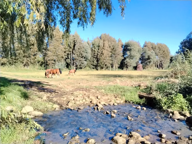 PROPIEDAD AGRICOLA, CAMPO DE 39,7 HA CON AGUA EN COLBÚN - Imagen 10