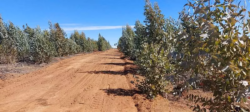 PARCELA EL PERAL A 25 MIN DE PLAYA. CARDENAL CARO, - Imagen 9