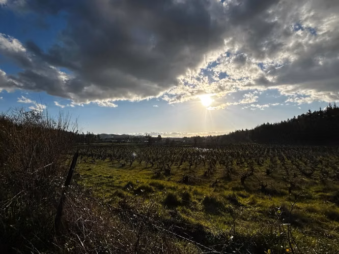 Parcelas de 5000m² | Ninhue | Entorno Vitivinícola y Alta Plusvalía - Imagen 15