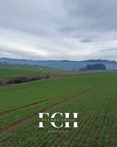 142 Hás Agrícola y Ganader - Pumalal Temuco. - Imagen 10