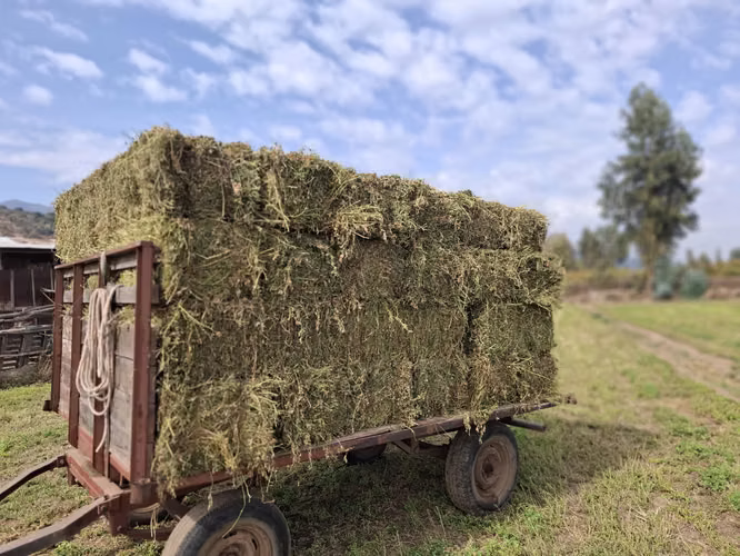 Fardos de Alfalfa