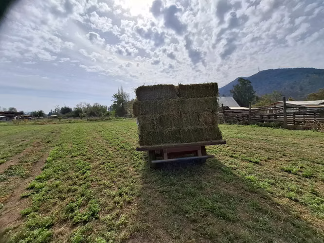 Fardos de Alfalfa - Imagen 2