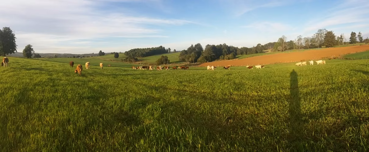 Campo Agrícola