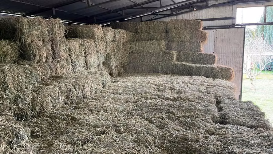 Fardos Alfalfa