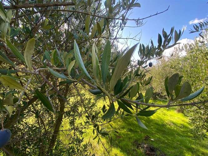 REGALO Parcela en venta en Curacaví 1HA 3D1B4E1B - Imagen 12
