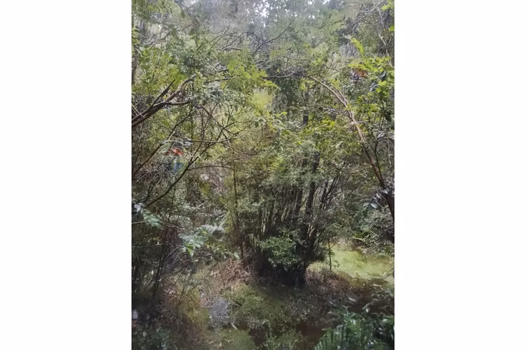 Venta terreno 97 hectáreas sur de chile!