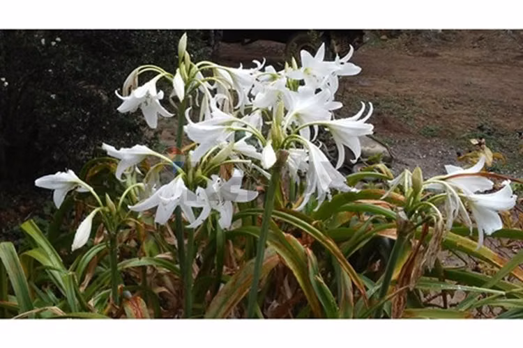 Gran macrolote - Imagen 30