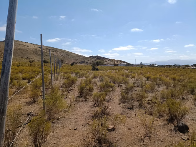 VENTA PARCELA PLANA CERCADA  5000MTS2 CAMPO LINDO OVALLE - Imagen 7