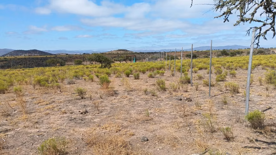 VENTA PARCELA PLANA CERCADA  5000MTS2 CAMPO LINDO OVALLE - Imagen 4