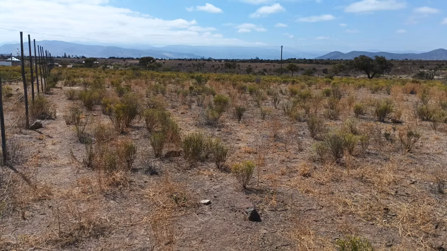 VENTA PARCELA PLANA CERCADA  5000MTS2 CAMPO LINDO OVALLE - Imagen 5
