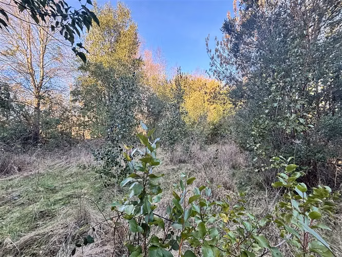 PARCELA EN MOLCO - VILLARRICA 8700 M2 - Imagen 11