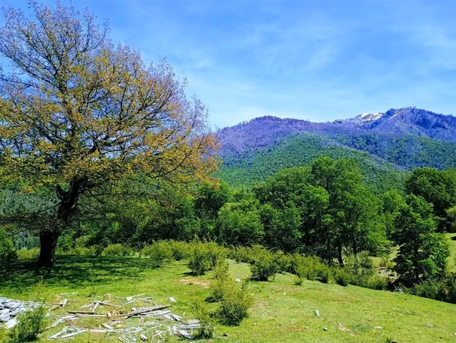 Se vende campo de 89 has, Troyo, Lonquimay