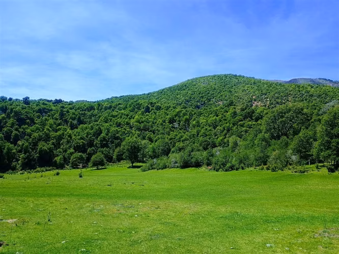 Se vende campo de 89 has, Troyo, Lonquimay