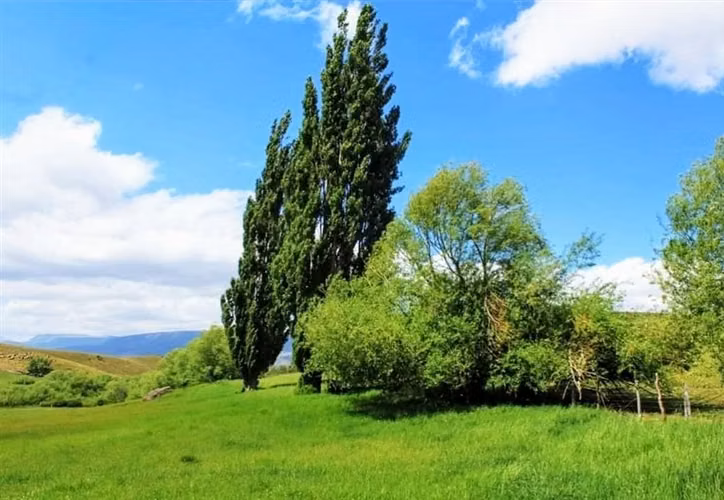 Agrícola en venta en Lonquimay