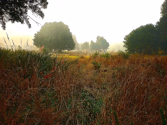 4 HECTÁREAS  INDÍGENAS CON ORILLA DE RÍO EN SECTOR RENGALIL