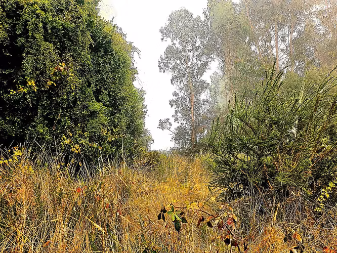 4 HECTÁREAS  INDÍGENAS CON ORILLA DE RÍO EN SECTOR RENGALIL