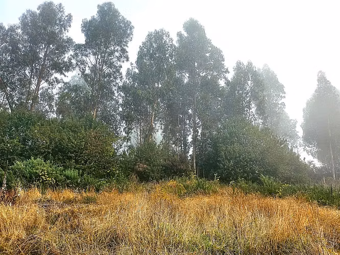 4 HECTÁREAS  INDÍGENAS CON ORILLA DE RÍO EN SECTOR RENGALIL