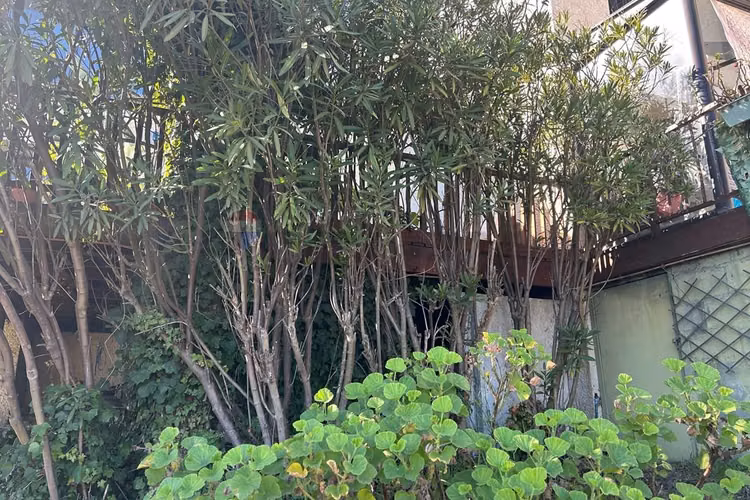 Arrienda tu hogar ideal en reñaca alto. - Imagen 21