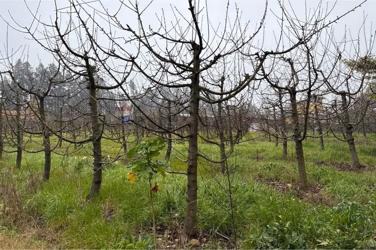 Parcela en venta con casa, los cristales, curicó.