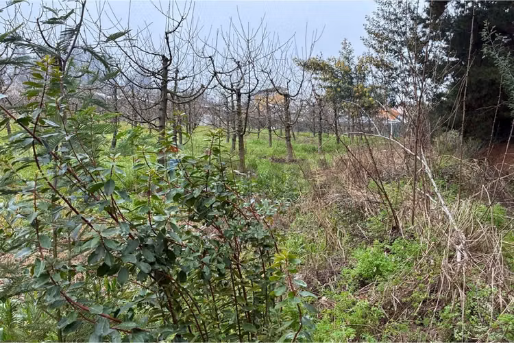 Parcela agrícola en curicó, maule