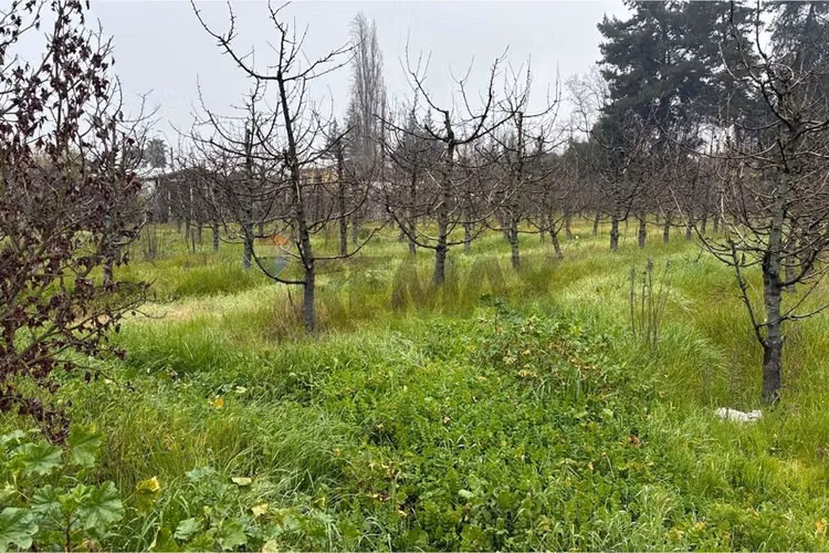 Parcela agrícola en curicó, maule