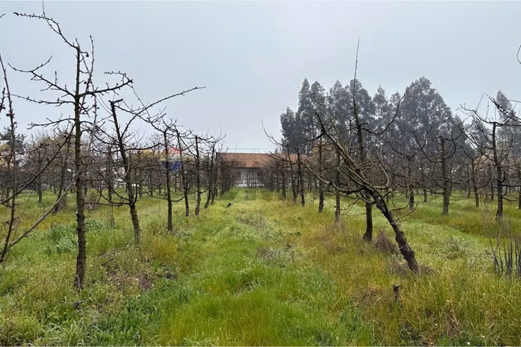 Parcela agrícola en curicó, maule