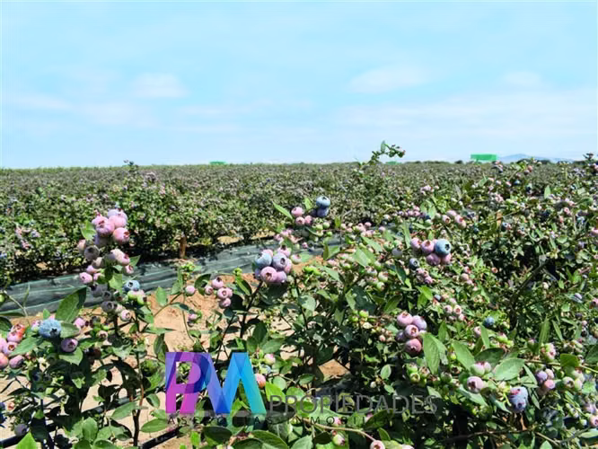 Agrícola en venta en Linares