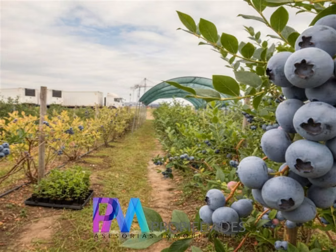 Agrícola en venta en Linares
