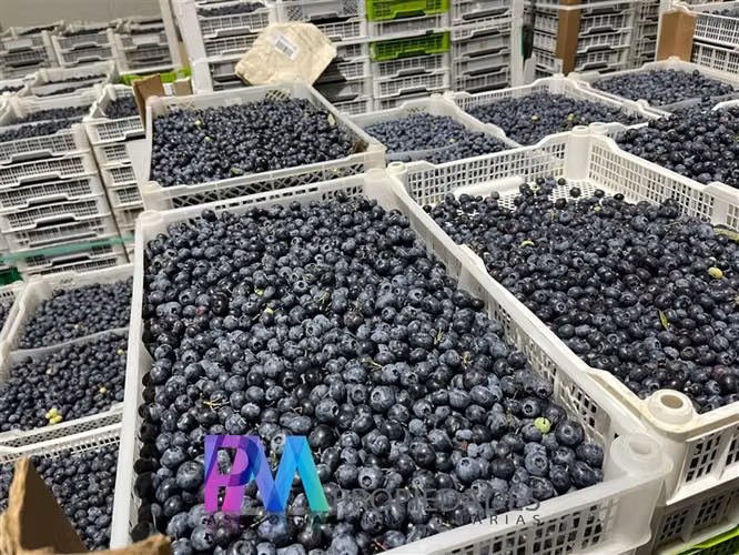 Agrícola en venta en Linares