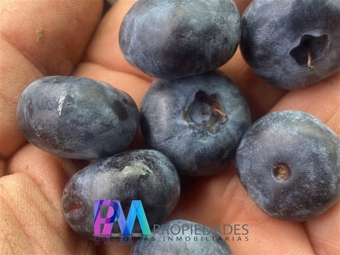 Agrícola en venta en Linares
