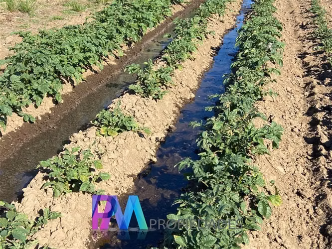 Agrícola en venta en Linares