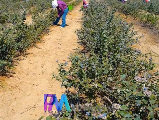 Agrícola en venta en Linares