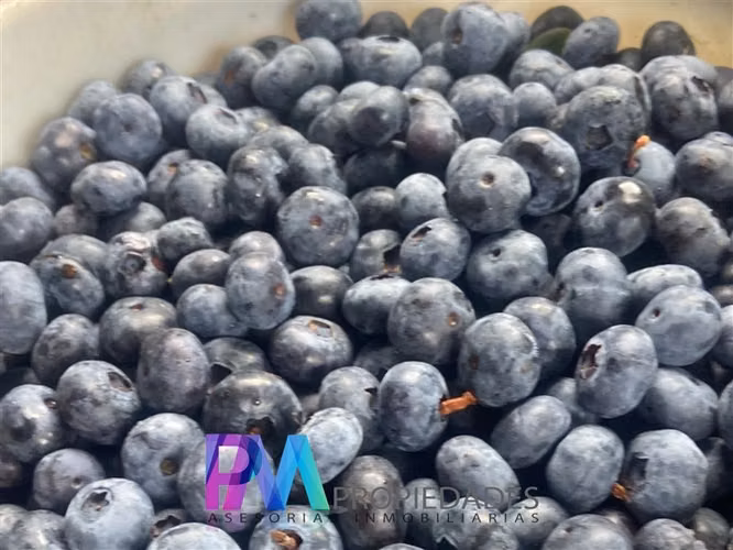 Agrícola en venta en Linares