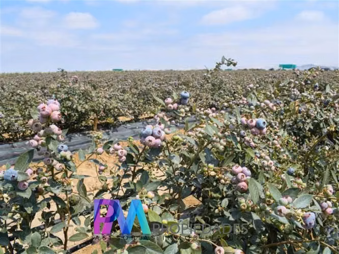 Agrícola en venta en Linares