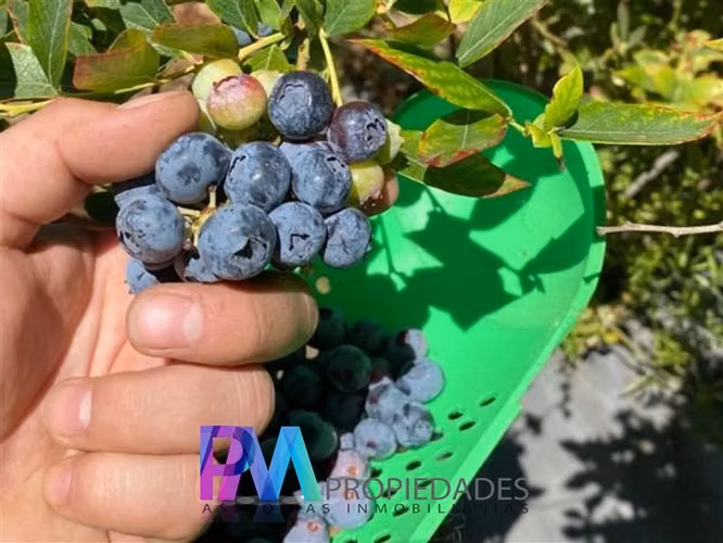 Agrícola en venta en Linares
